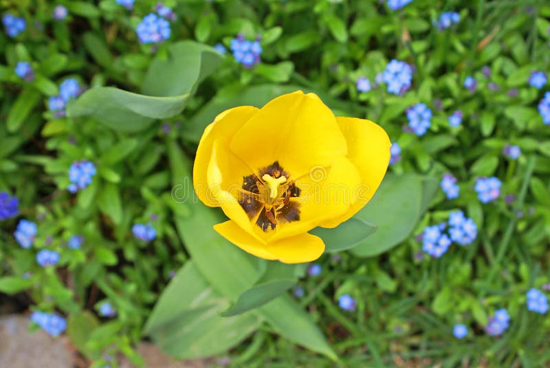 Tulipán abierto del amarillo fresco desde arriba con nomeolvides azules fotos de archivo Tulipán abierto del amarillo fresco desde arriba con nomeolvides azules fotos de archivo