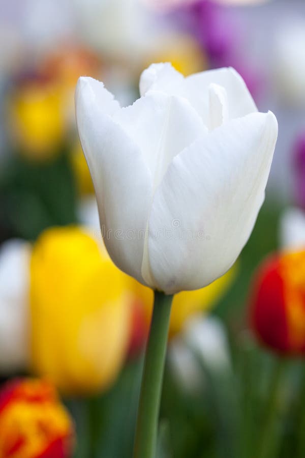 Tulipán blanco hermoso del primer Fondo abstracto vertical Flowerbackground, gardenflowers Flores del jardín fotografía de archivo Tulipán blanco hermoso del primer Fondo abstracto vertical Flowerbackground, gardenflowers Flores del jardín fotografía de archivo