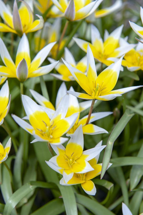 Tulipán de Tarda del Tulipa último o tulipán del tarda con la inflorescencia de flores amarillas en la plena floración