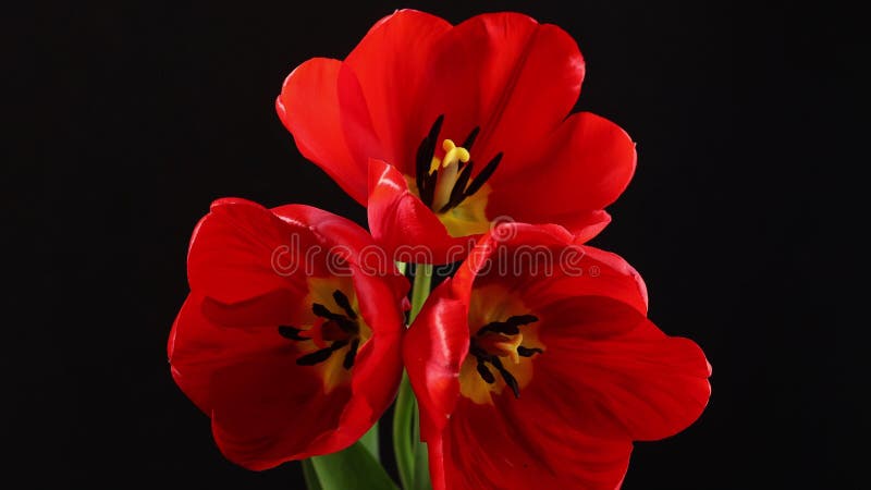 Tulipán. escala de tiempo de la flor de tulipanes coloreados de rayas rojas brillantes que florecen sobre fondo negro