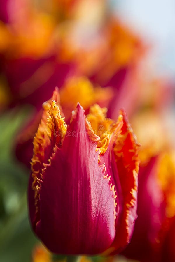 Tulipán franjado colorido de Lambada imágenes de archivo libres de regalías Tulipán franjado colorido de Lambada imágenes de archivo libres de regalías