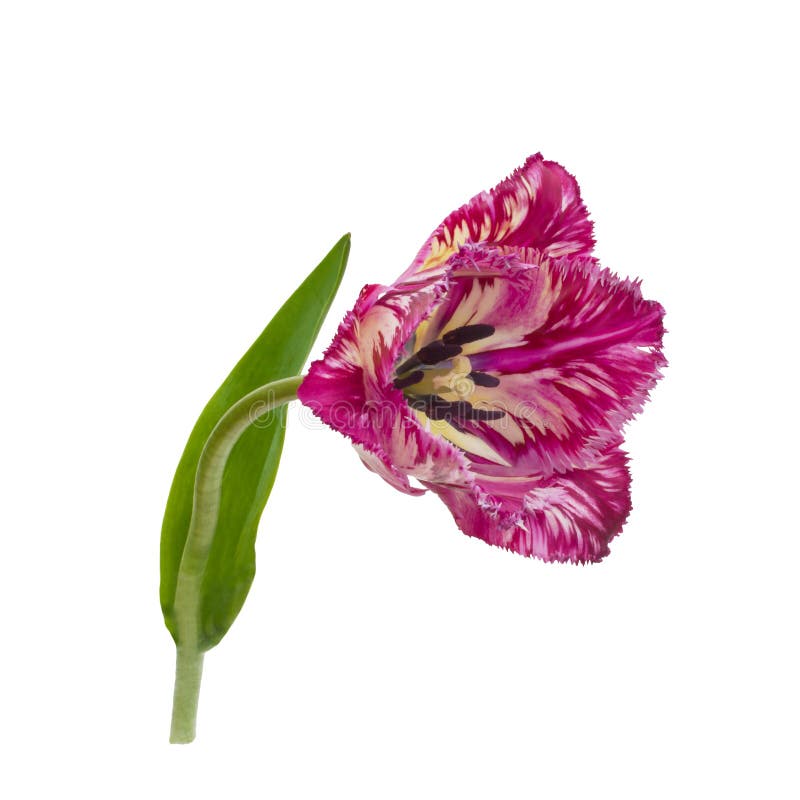 Tulipán franjado púrpura fotografía de archivo libre de regalías Tulipán franjado púrpura fotografía de archivo libre de regalías