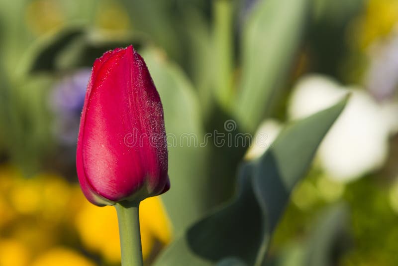 Tulipán rojo con rocío de la mañana foto de archivo libre de regalías Tulipán rojo con rocío de la mañana foto de archivo libre de regalías