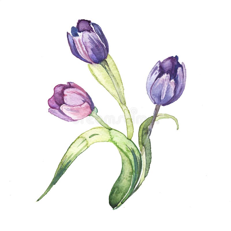 Tullipen blommar vattenfärgmålningvattenfärgen vektor illustrationer Tullipen blommar vattenfärgmålningvattenfärgen vektor illustrationer