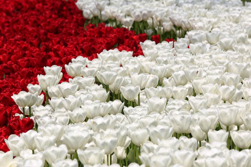 Tullips av den Istanbul staden arkivfoto Tullips av den Istanbul staden arkivfoto