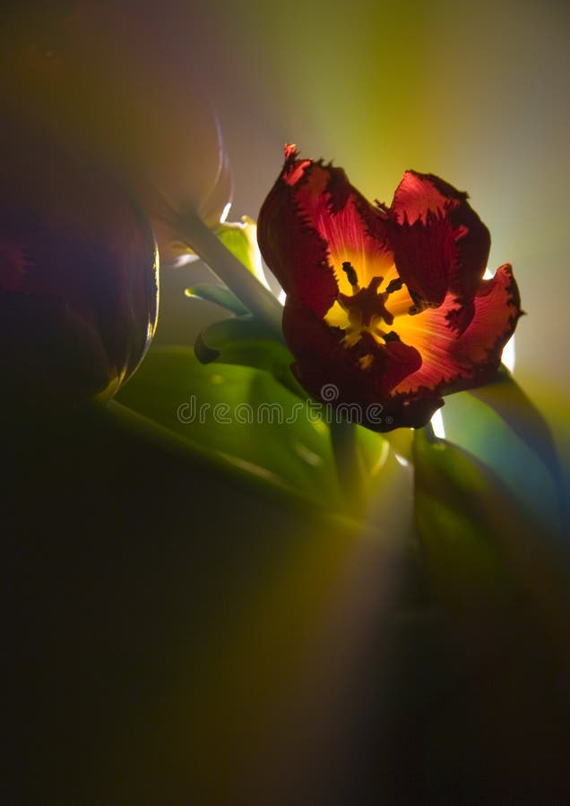 Tulips (Tulipa L., Amana Honda) - A brightly-coloured flower, shaped like a small cup, that grows from a bulb in the spring. Tulips (Tulipa L., Amana Honda) - A brightly-coloured flower, shaped like a small cup, that grows from a bulb in the spring.