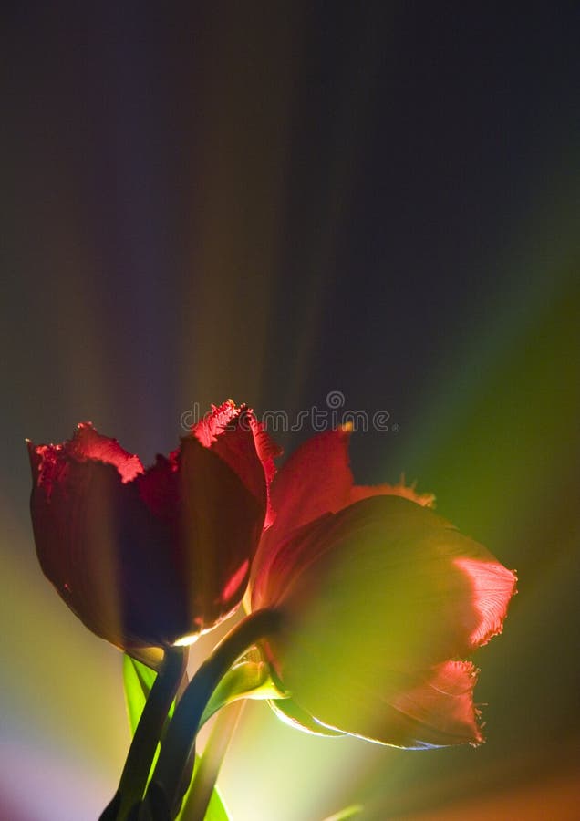 Tulips (Tulipa L., Amana Honda) - A brightly-coloured flower, shaped like a small cup, that grows from a bulb in the spring. Tulips (Tulipa L., Amana Honda) - A brightly-coloured flower, shaped like a small cup, that grows from a bulb in the spring.