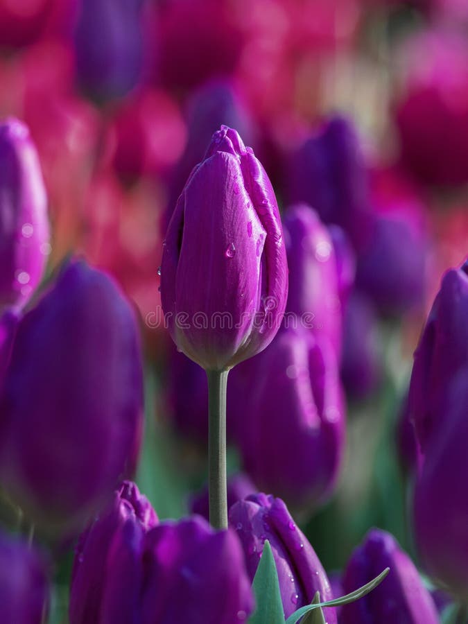 Tulp in China wordt geplant dat Tulp in China wordt geplant dat