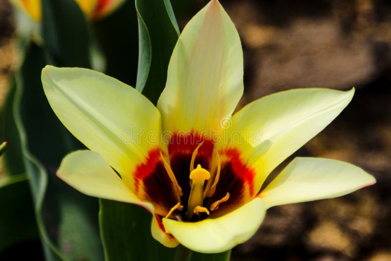 Tulpan blommar härligt i en trädgårdväxt, ett vårlandskap fotografering för bildbyråer Tulpan blommar härligt i en trädgårdväxt, ett vårlandskap fotografering för bildbyråer