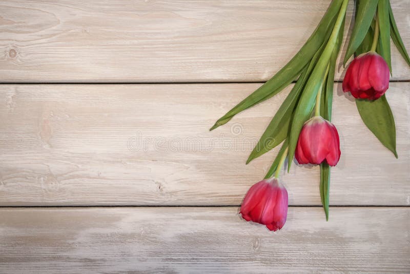 Tulpan på träbakgrund royaltyfri fotografi