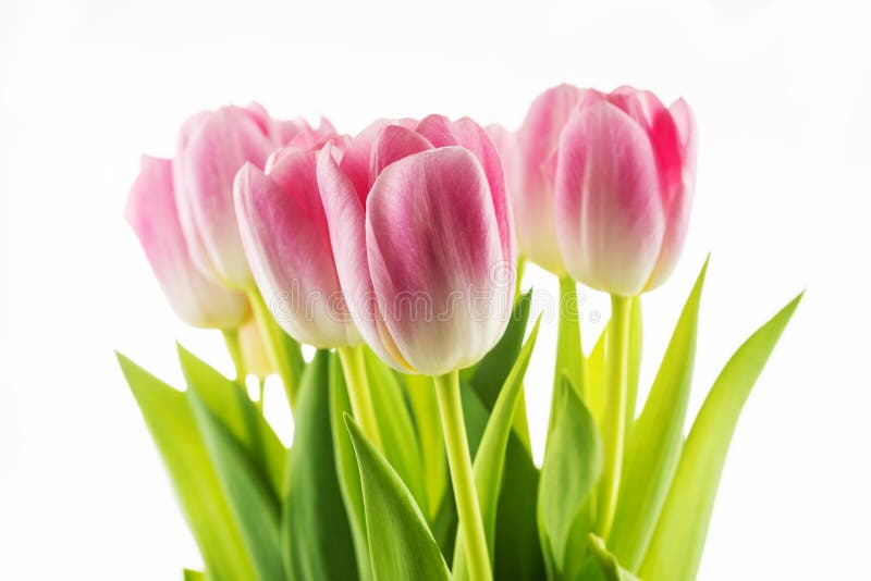 Tulpan rosa färgblommor som isoleras på en vit bakgrund royaltyfria foton Tulpan rosa färgblommor som isoleras på en vit bakgrund royaltyfria foton