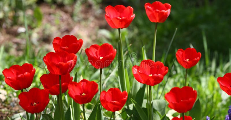 Tulips. Unique colors red and yellow tulips on sunlight. Tulip wallpaper background. Tulip flowers texture. Floral pattern. No sharpen. Tulips. Unique colors red and yellow tulips on sunlight. Tulip wallpaper background. Tulip flowers texture. Floral pattern. No sharpen.