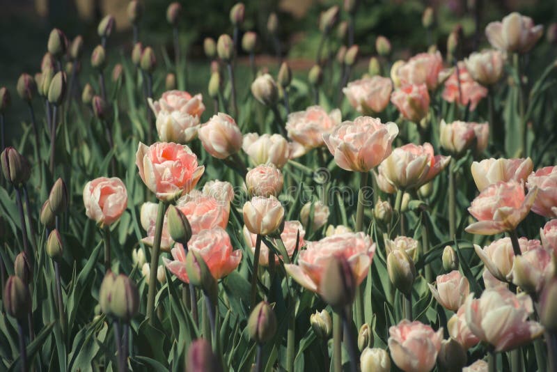 Tulpan som blommar i vårsolen arkivfoto Tulpan som blommar i vårsolen arkivfoto
