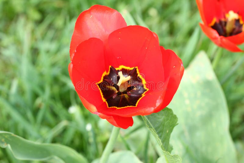 Tulip. Tulip’s petal. Tulip wallpaper background. View inside of tulip. Tulips flower texture and floral pattern. No sharpen. Tulip. Tulip’s petal. Tulip wallpaper background. View inside of tulip. Tulips flower texture and floral pattern. No sharpen