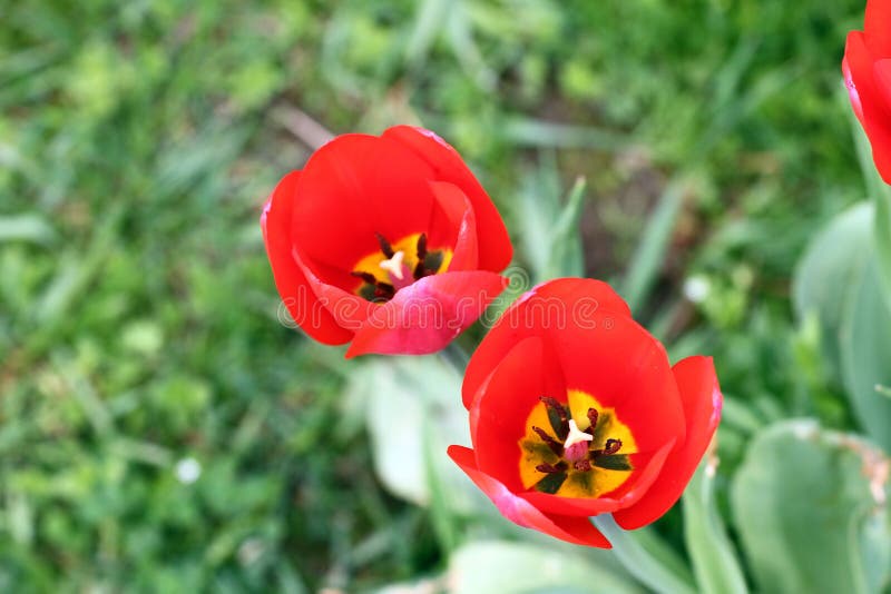 Tulip. Tulip’s petal. Tulip wallpaper background. View inside of tulip. Tulips flower texture and floral pattern. No sharpen. Tulip. Tulip’s petal. Tulip wallpaper background. View inside of tulip. Tulips flower texture and floral pattern. No sharpen