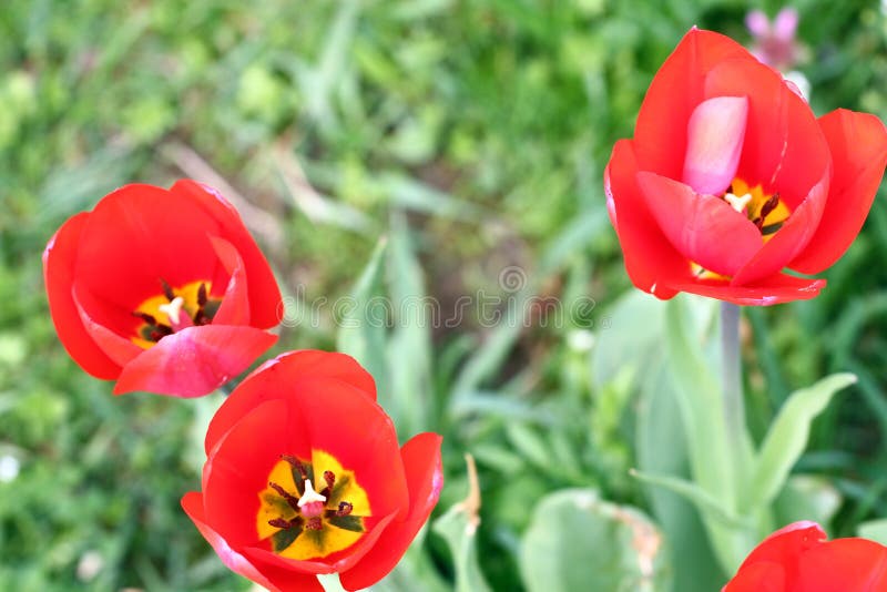 Tulip. Tulip’s petal. Tulip wallpaper background. View inside of tulip. Tulips flower texture and floral pattern. No sharpen. Tulip. Tulip’s petal. Tulip wallpaper background. View inside of tulip. Tulips flower texture and floral pattern. No sharpen