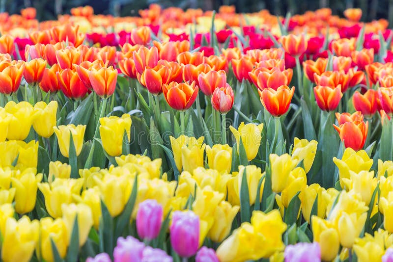 Tulpanblomma med grön bladbakgrund i tulpanfält på vintern eller vårdagen för vykortskönhetgarnering och jordbruk arkivfoto Tulpanblomma med grön bladbakgrund i tulpanfält på vintern eller vårdagen för vykortskönhetgarnering och jordbruk arkivfoto