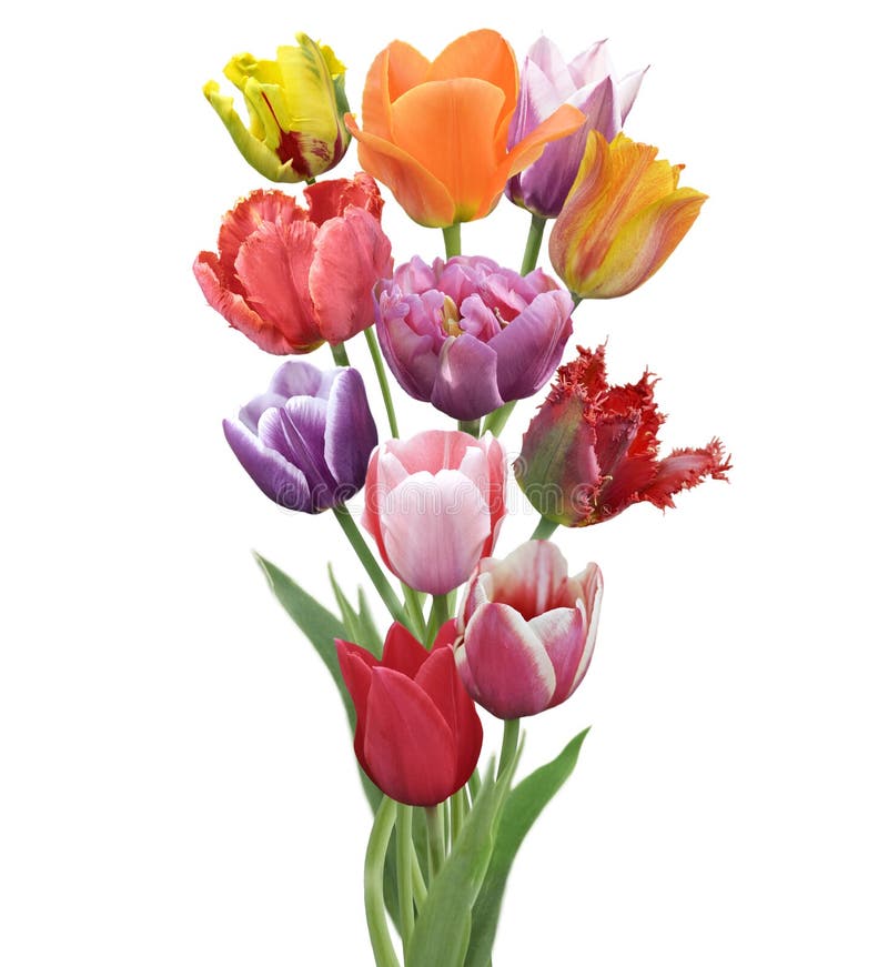 Tulpanblommor royaltyfri bild Tulpanblommor royaltyfri bild