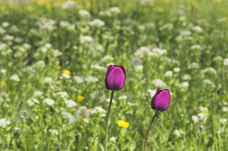 Dos púrpura tulipanes sobre el verde.