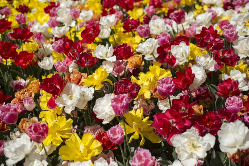 Tulpanfestival i Australien under blommande säsong arkivfoton Tulpanfestival i Australien under blommande säsong arkivfoton