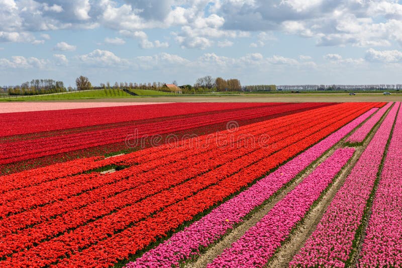 Tulpanfält med röda och rosa tulpan royaltyfri foto Tulpanfält med röda och rosa tulpan royaltyfri foto