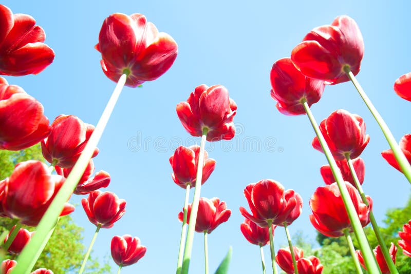 Tulpe stockfoto Tulpe stockfoto