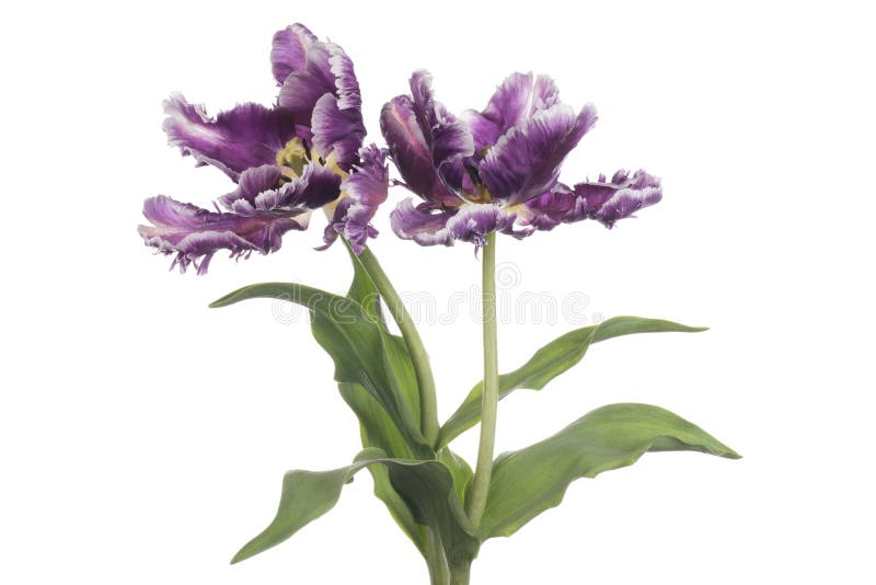Tulpe stockbilder