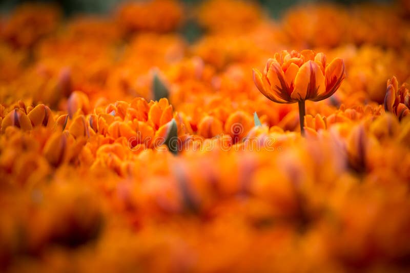 Tulpe lizenzfreie stockfotografie