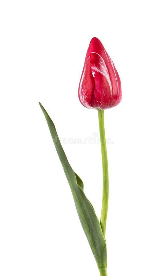 Tulpe auf einem langen Stamm mit den Blättern, lokalisiert auf weißem Hintergrund Einzelne Tulpenblume lokalisiert auf Weiß lizenzfreie stockfotos Tulpe auf einem langen Stamm mit den Blättern, lokalisiert auf weißem Hintergrund Einzelne Tulpenblume lokalisiert auf Weiß lizenzfreie stockfotos
