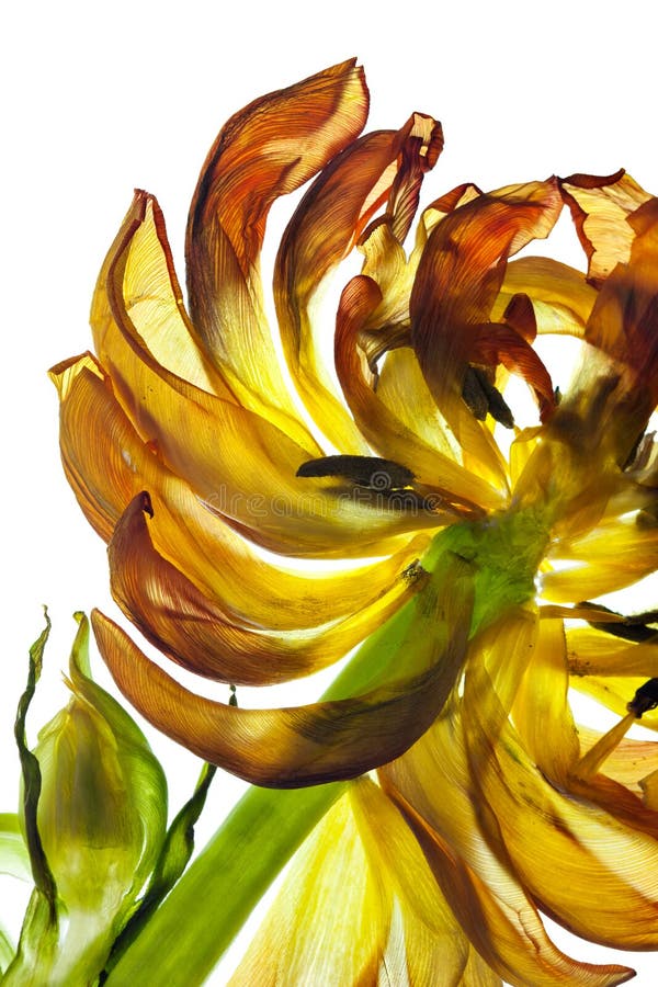 Tulpe-Blätter lizenzfreie stockfotos