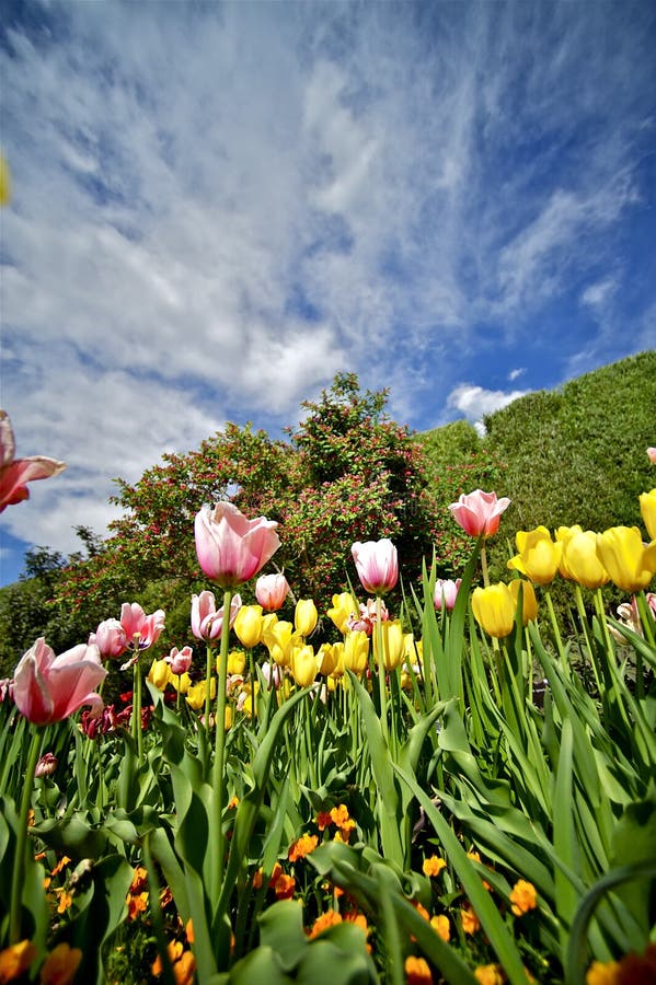 Tulpe-Garten lizenzfreies stockbild