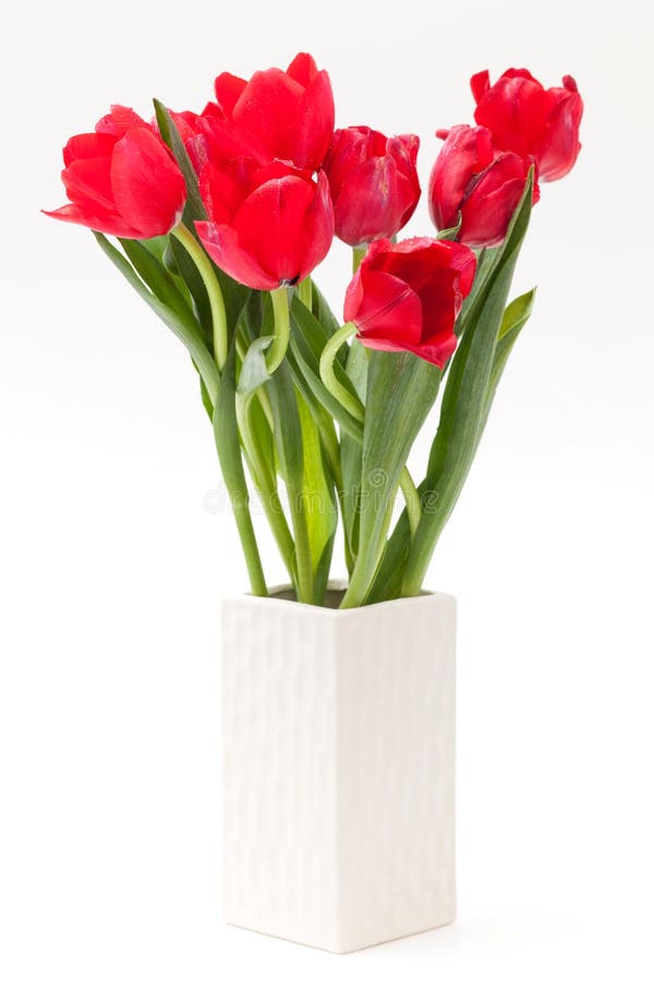 Tulpe im Vase