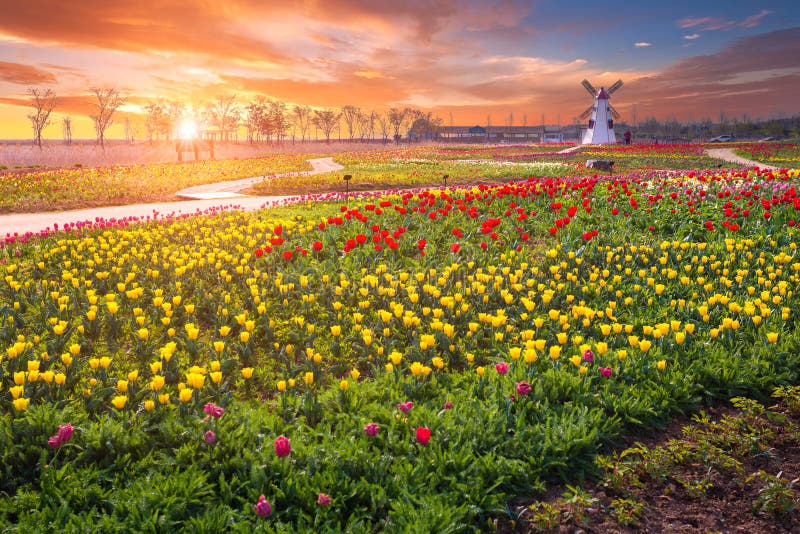 Tulpe und schöne Landschaft mit Sonnenaufgang lizenzfreie stockbilder