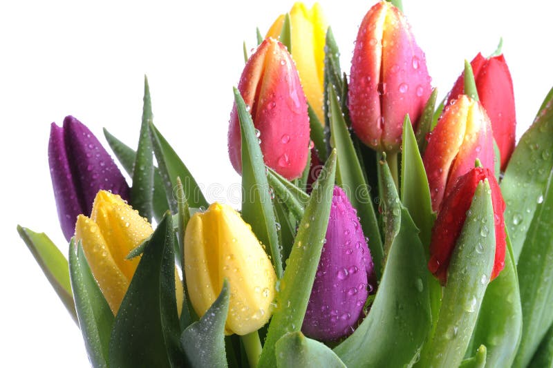 Tulpen stock fotografie Tulpen stock fotografie