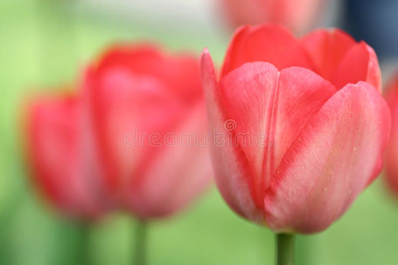 Tulpen royalty-vrije stock afbeelding