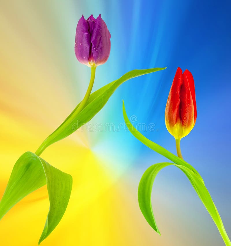 Tulpen stockfotos Tulpen stockfotos