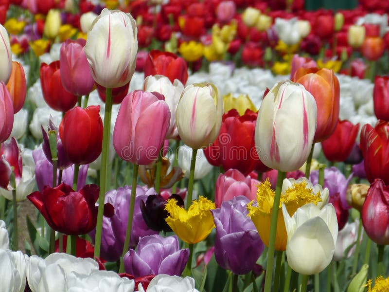 Tulpen lizenzfreies stockbild Tulpen lizenzfreies stockbild