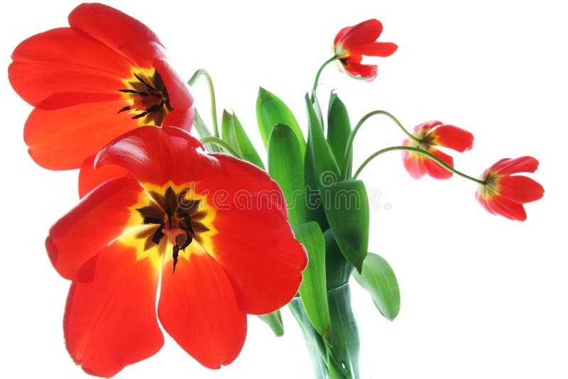 Tulpen des roten Frühlinges im Vase stockbild Tulpen des roten Frühlinges im Vase stockbild