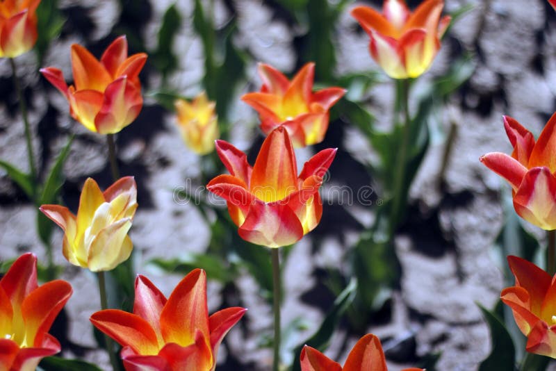 Tulpen, die Frühlingsblumen überraschen Orange Tulpenblumen der Liebe stockfotografie Tulpen, die Frühlingsblumen überraschen Orange Tulpenblumen der Liebe stockfotografie