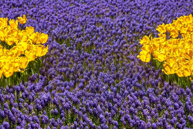 Tulpen en blauwe muscari