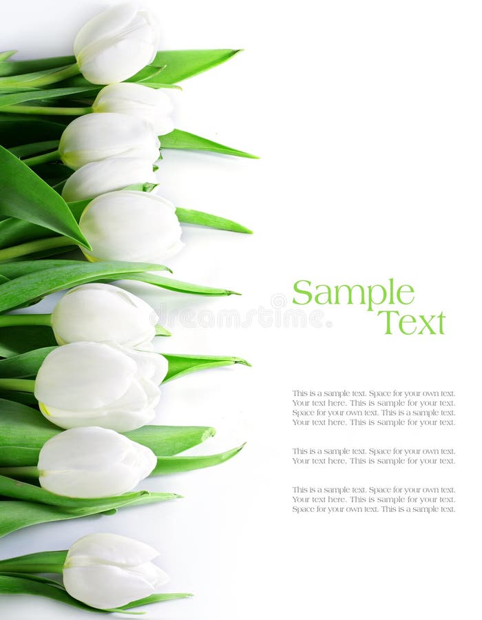 Tulpen in Folge, lokalisiert auf Weiß stockfotografie Tulpen in Folge, lokalisiert auf Weiß stockfotografie