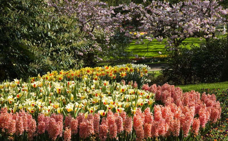 Tulpen, Hyazinthen Und Narzissen Stockfoto Bild von hyazinthen