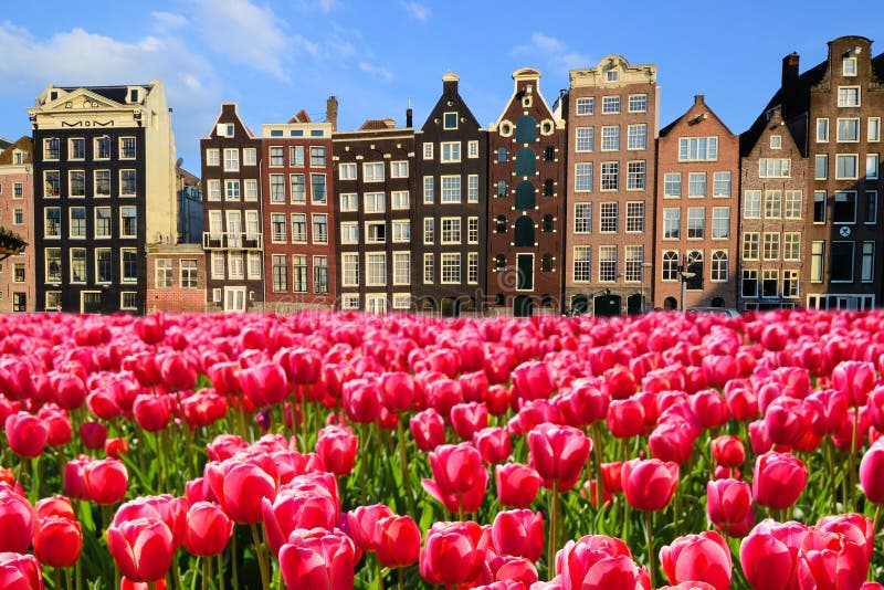 Tulpen mit Kanalhäusern von Amsterdam