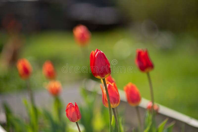 Tulpen op grasachtergrond royalty-vrije stock foto Tulpen op grasachtergrond royalty-vrije stock foto