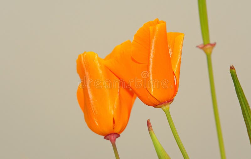 Tulpen op hemel royalty-vrije stock afbeelding Tulpen op hemel royalty-vrije stock afbeelding