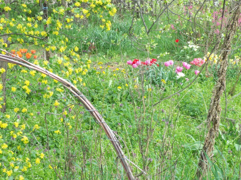 Tulpen, paardebloemen en bloeiend bes-Bush royalty-vrije stock afbeeldingen Tulpen, paardebloemen en bloeiend bes-Bush royalty-vrije stock afbeeldingen