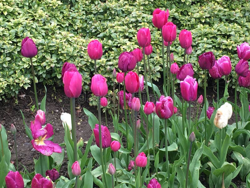 Tulpen in roze kleur royalty-vrije stock afbeeldingen Tulpen in roze kleur royalty-vrije stock afbeeldingen