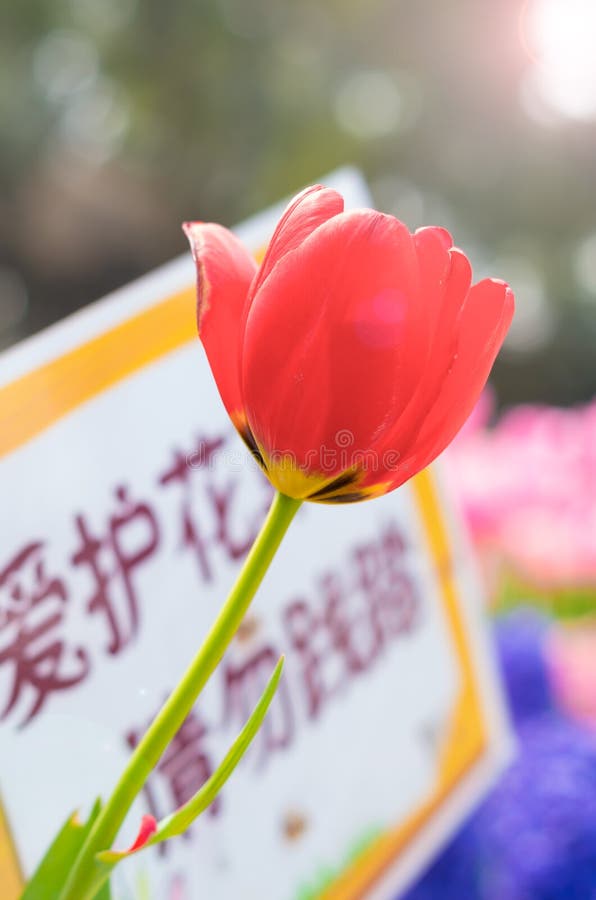 Tulpen van de Botanische Tuin van Wuhan royalty-vrije stock foto's Tulpen van de Botanische Tuin van Wuhan royalty-vrije stock foto's