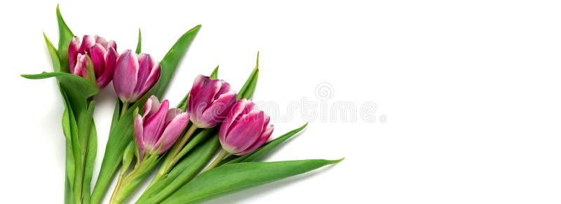 Tulpen-Websitefahne der Draufsichtebenenlage rosa. Kopienraum. weißer Hintergrund der Frühlingsverkaufs-Fahne stockbild