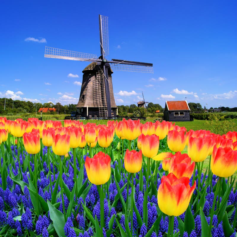 Tulpen wWith niederländische Windmühle, die Niederlande stockbild Tulpen wWith niederländische Windmühle, die Niederlande stockbild